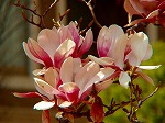 20070323 18.jpg